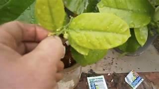Защита винограда и лимона от врагов+ зеленая обломка