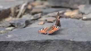Pair of Small Tortoiseshell Aglais urticae butterflies in shawforth, whitworth.