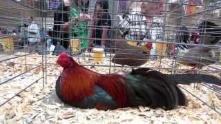 San Diego County Poultry Show 2013