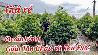 MAI GIẢO THỦ ĐỨC 16/12/2024 (#0967574739 HÙNG ) -  @bonsai Can Tho