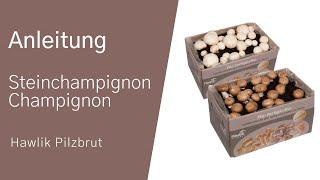 Anleitung zum Anbau von Champignons bzw. Steinchampignons