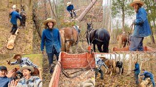 Logging With Titus Morris: An Adventure in Traditional Horse Logging!