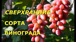 Сверхранние сорта винограда "Виноградник Сергея Криули" в RUTUBE: https://rutube.ru/channel/39511728