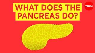 What does the pancreas do? - Emma Bryce