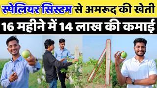 स्पेलियर सिस्टम से अमरूद की खेती, 16 महीने में 14 लाख की कमाई// espalier system in guava Farming