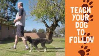 How to Train Your Dog to Walk on a Leash without Pulling