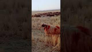 اشتركو بقناتي مربي الاغنام غنم جبل مشاءالله تبارك الرحمن #animal