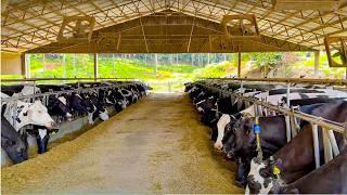 COMPOST BARN & FREESTALL: HOW THIS DAIRY FARM REACHES 49 LITERS PER COW PER DAY