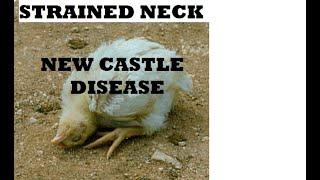 Newcastle disease