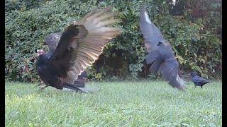 Crows try to chase off a turkey vulture, but reinforcements arrive!