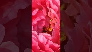 Пион Коралл Сансет , жизнь одного цветка 14-18 мая. #garden #peony