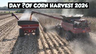 CORN HARVEST IS WAY BELOW AVERAGE