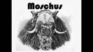 Moschus - As the witches burn