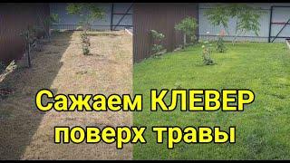 Сажаем клевер поверх травы. Клевер вместо газонной травы. Сравниваем белый клевер сорт Юра и Лифлекс