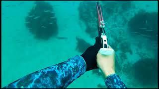 Spearfishing Kirra reef (Gold Coast)