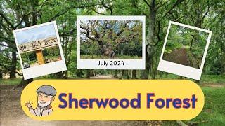 Sherwood Forest a guided walk to the Major Oak