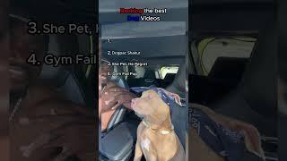 Top 4 Funniest Dog Fails That You NEED To See |Watch Till The End #shorts #dogfails #funnydogs #lol