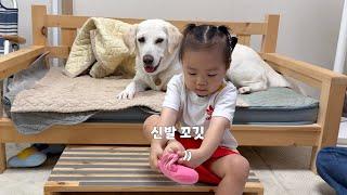 아기 손님이 애착 인형을 신어보겠다고 빼앗자 리트리버가 보인 착한 행동 #천사리트리버