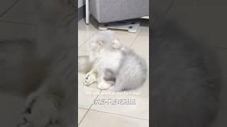 #貓咪日常 #cat #pets #cute #萌寵 #貓眼觀察室 #かわいい猫 #寵物 #funny