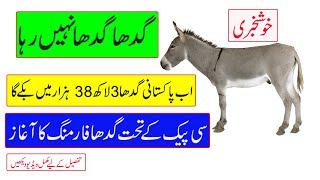 Start of DONKEY Farming in Pakistan under CPEC || Price of one DONKEY will be more than PKR: 300,000