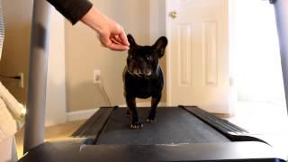 George the french bulldog runs on a treadmill - New Years Resolution funny