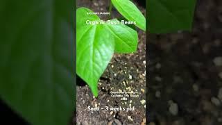 Backyard Farming - Organic Bush Beans 3 weeks old #backyardfarming #organicfarming #greenhouse