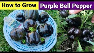 Easiest & Fastest way to grow Purple Bell pepper I How To Grow in Pot I California Gardening I