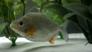 Serrasalmus Sanchezi Piranha