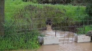 #Permacultura #Permaculture. Water flowing over the land