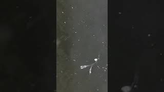 Baby Medaka ‍️ Oryzias latipes white lame Outdoor #aquaristik #minipond #shorts