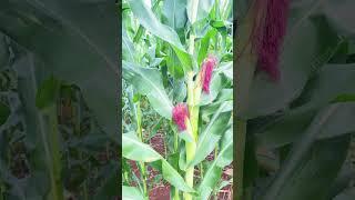 Maize Plantation in the Village #villgelife #plantation tion