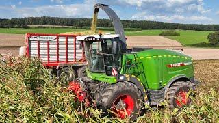 Fendt Katana 850 im Maiseinsatz 2024