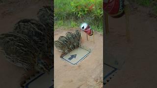 Simple Creative A Quail Trap Using Paper And Can #shorts #shortvideo