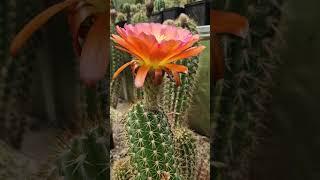 Orange! #cactus #flowers #nature #gardening #cactusjerk