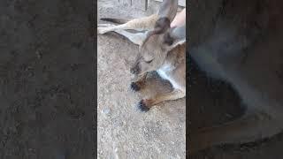 Patting A Chill Kangaroo At Hunter Valley Wildlife Centre NSW Australia