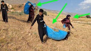 Nomadic life: the union of Maryam's family in gathering crops.