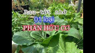 Dùng loại Phân Hữu Cơ này bón thúc, rau luôn tươi tốt } THÍCH TRỒNG CÂY TV