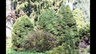How big does a dwarf Alberta spruce get? Alberta spruce vs dwarf Alberta spruce