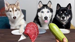 Husky Reaction to Vegetables and Meat! Dogs Tasting Food