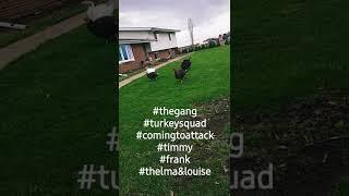 #turkey #turkeysquad #Timmy #frank  #thelmaandlouise #farmlife #animals #comingforyou