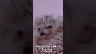 화난 이가 보인 행동 #hedgehog #고슴도치