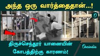 Tiruchendur Temple Elephant Attack: மதம் பிடிக்காமலே கொன்றது எப்படி?  | Oneindia Tamil