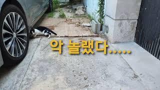 어느덧 어른고양이 티나는 효쓰