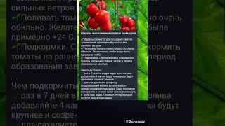 Секрет выращивания КРУПНЫХ ТОМАТОВ
