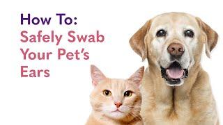 Ear Infection Dog & Cat Test From Home