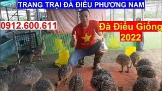 [PNTV], Đà Điểu Giống 2022 Chuyển Giao Toàn Quốc, PHUONG NAM TV, Trang Trại Đà Điểu Phương Nam