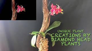 Unique plant creations by Diamond Head Plants