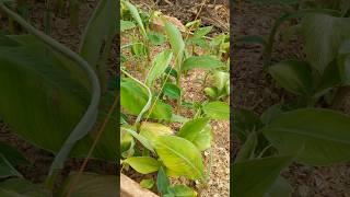 Agronomie
