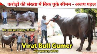 करोड़ों की संख्या में बिक चुके सिमन || Virat Bull Gumer || 18+ Champion Bull || Ajay Pahal Gumer