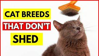 10 Cat Breeds That Don't Shed or Smell (#3 Will Surprise You)